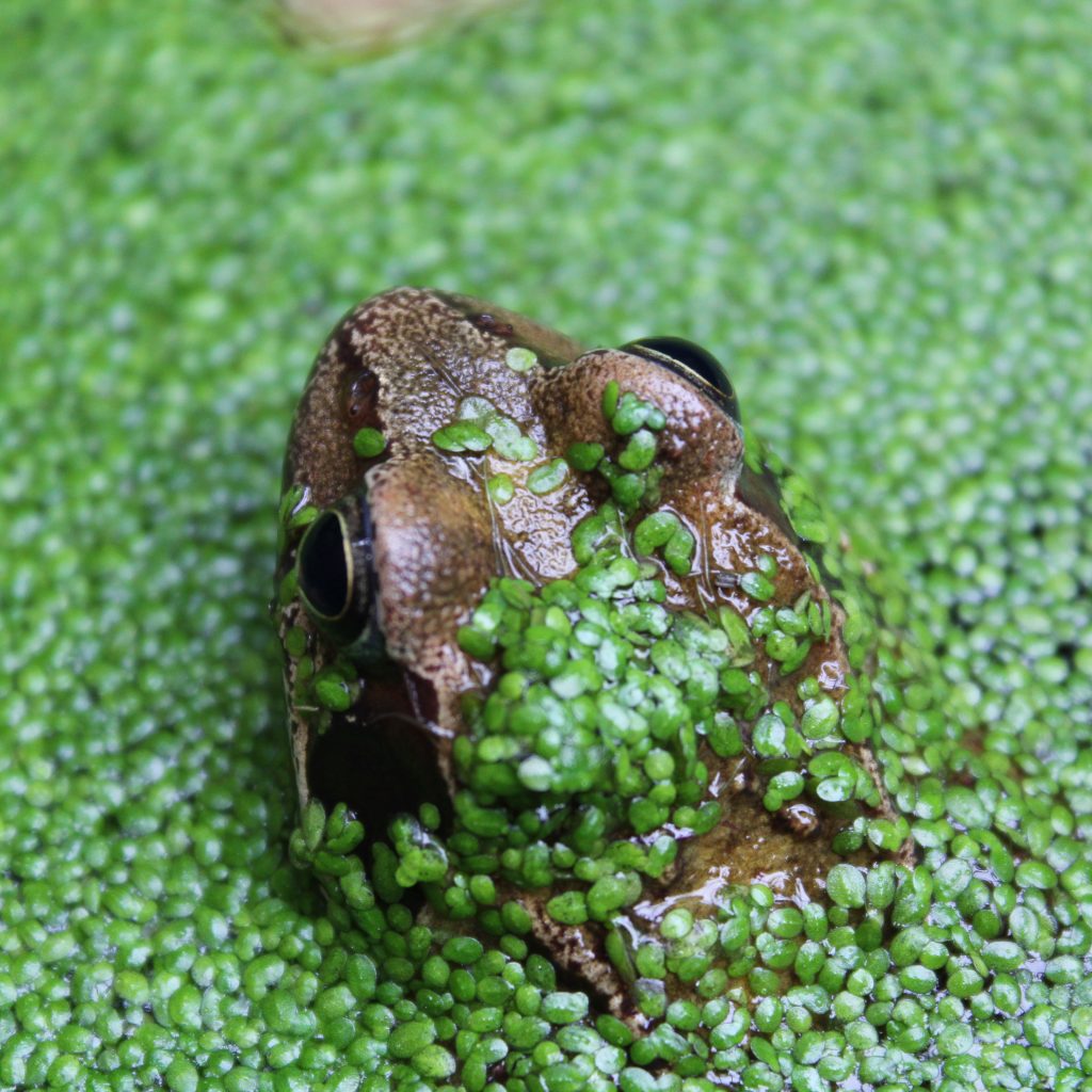 Frog partially covered in pond moss